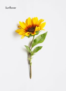 soleil_set_2025_344815_1Set_9edb6d7.2x